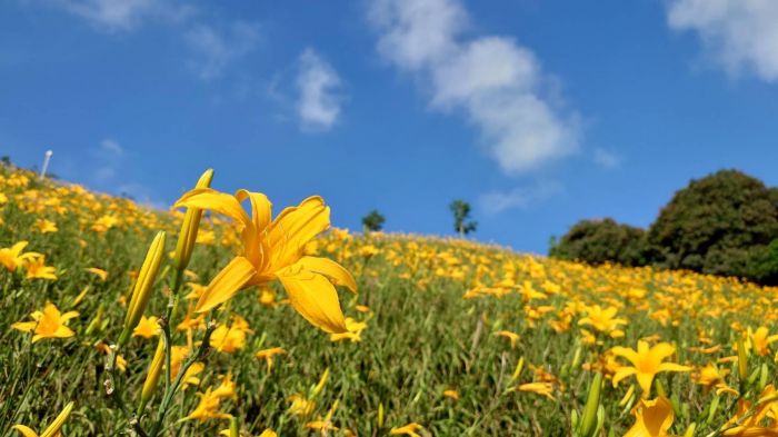 梅雨前衝一波！　花壇虎山巖金針花第2期爆開