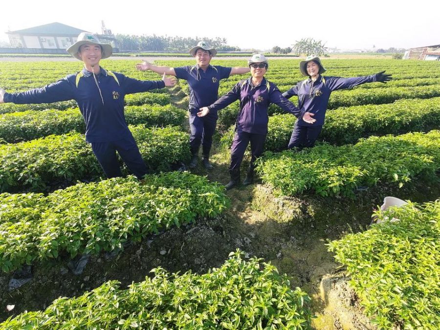 日韓急凍缺羅勒！樸作良食招募百萬年薪契作戶搶市