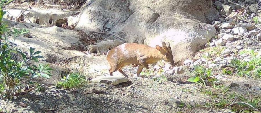 保力溪森川里海　萌獸羌仔虎出沒