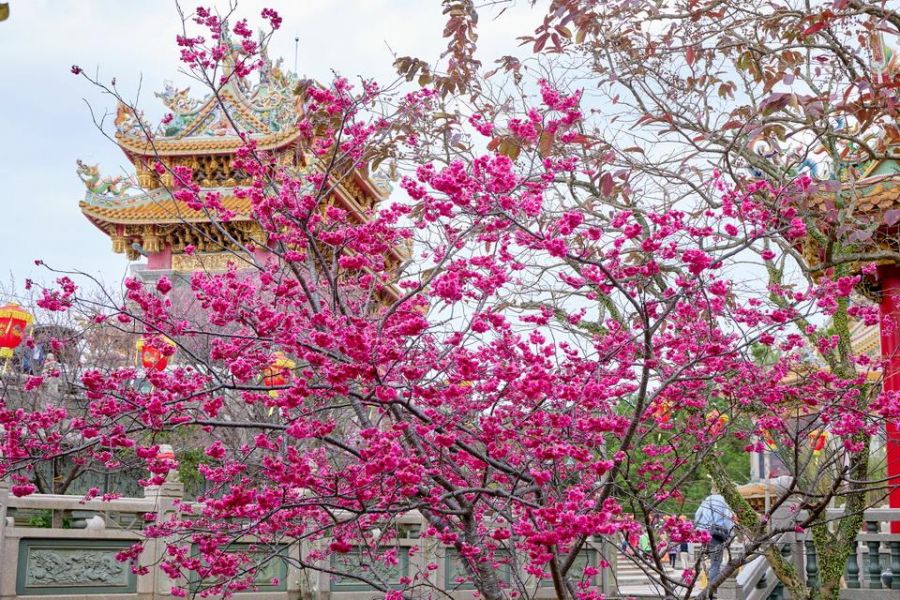 新北竹林山觀音寺櫻花盛開　祈福賞櫻兩相宜