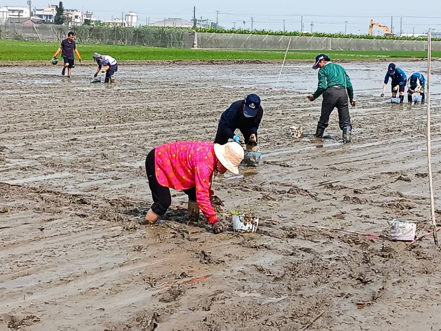 罕見人工插秧 單本播植提升水稻質與量