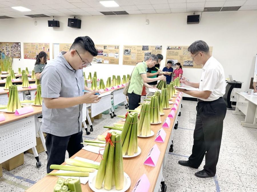 南投縣埔里尋找茭點女神　茭白筍評鑑活動登場